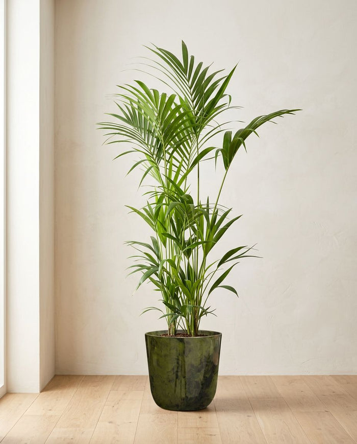 Howea Forsteriana