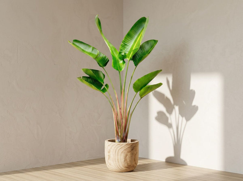 Strelitzia Augusta