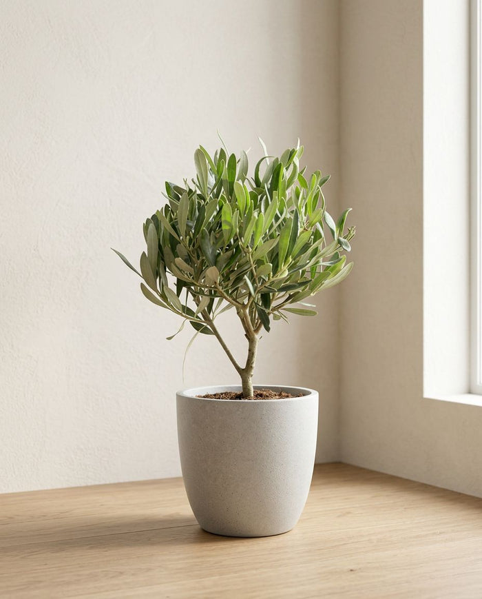 Olea baby Olijf