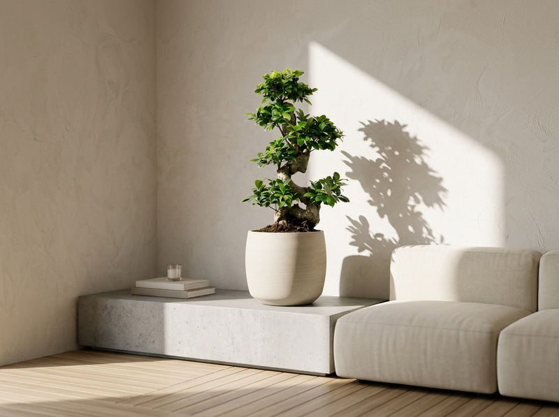 Ficus Ginseng