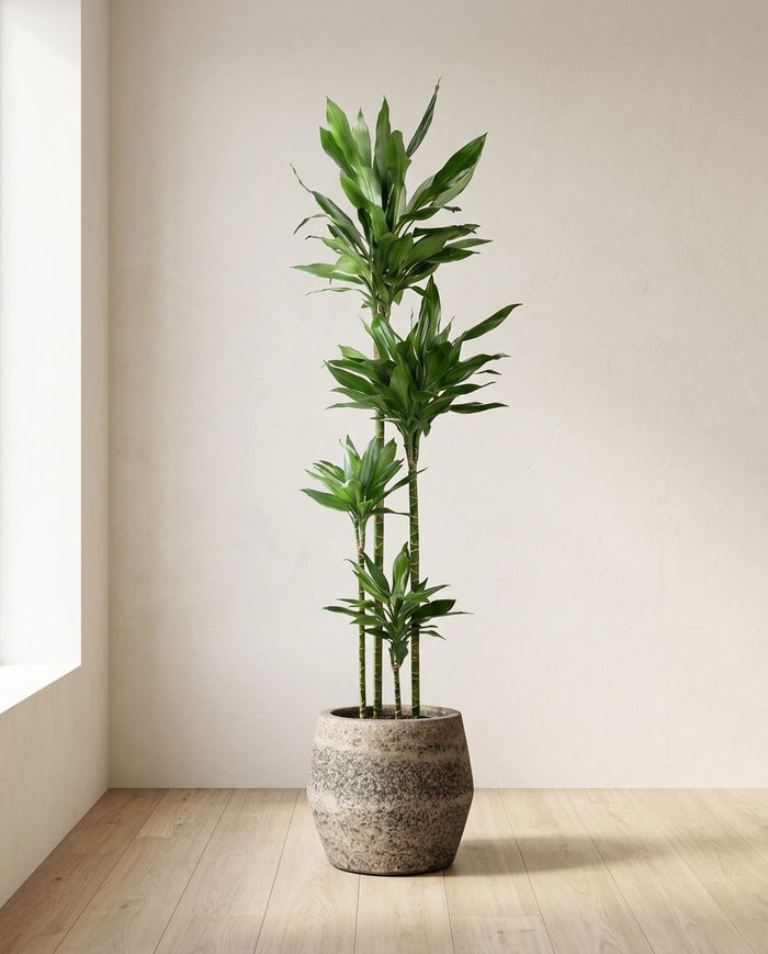 Dracaena Janet Lind XXL