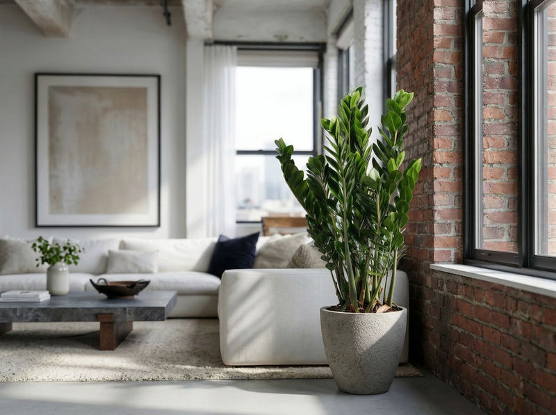Zamioculcas