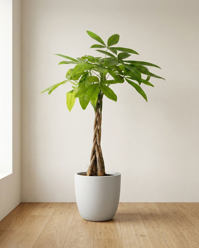Pachira Aquatica
