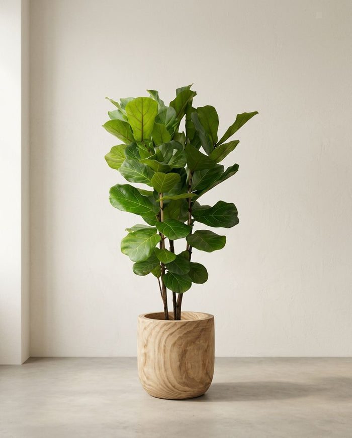 Ficus Lyrata struik