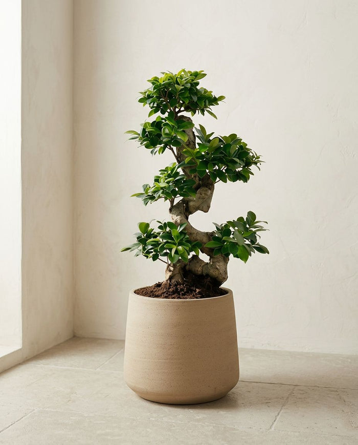 Ficus Ginseng