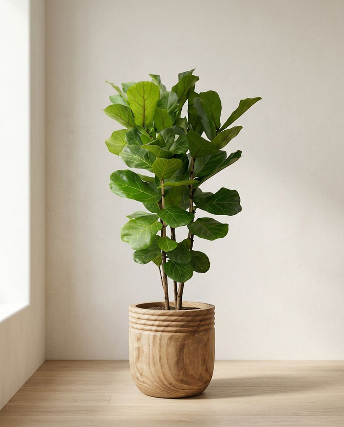 Ficus Lyrata struik