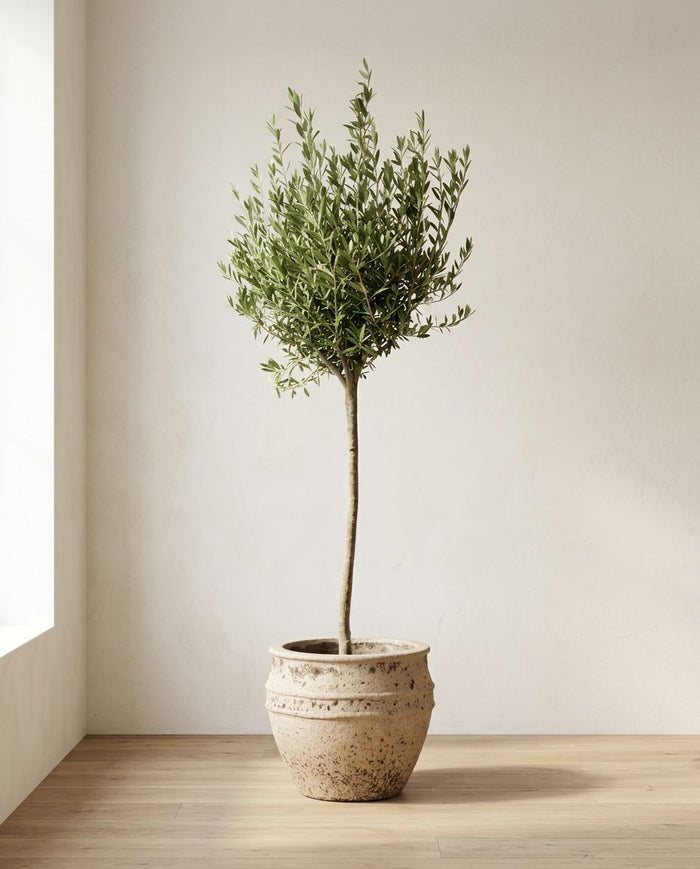 Olea Europaea op stam