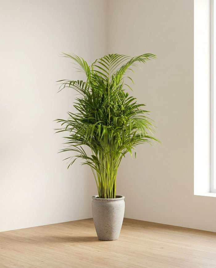 Dypsis Areca Lutescens