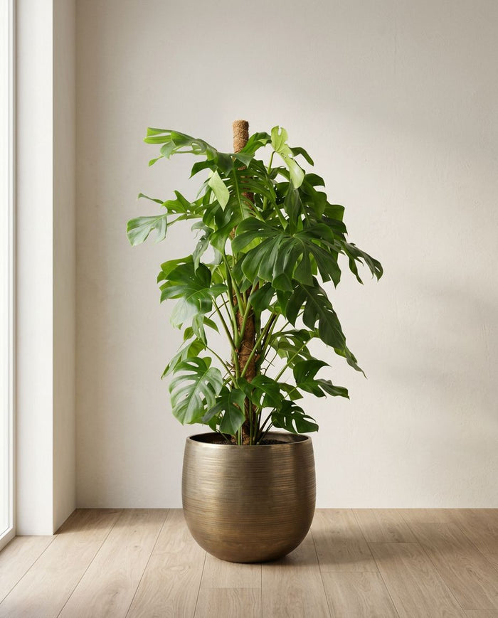 Monstera Deliciosa XL