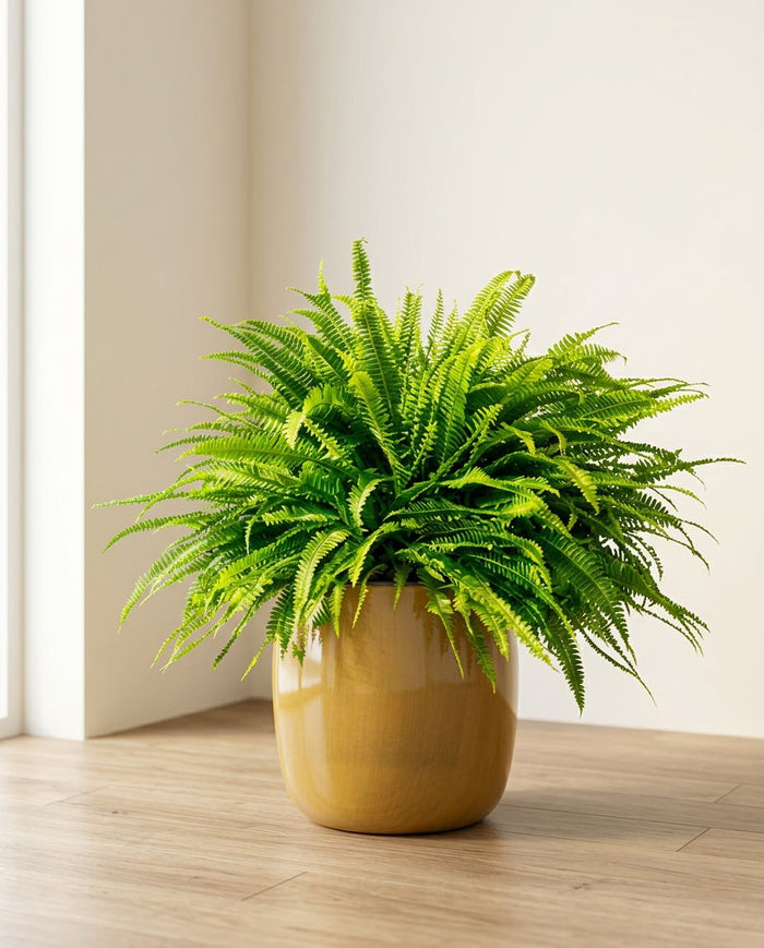Nephrolepis