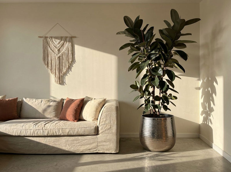 Rubberplant in lood