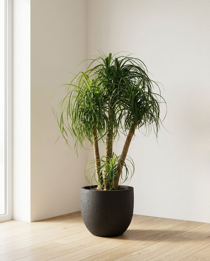 Beaucarnea Multi Stam