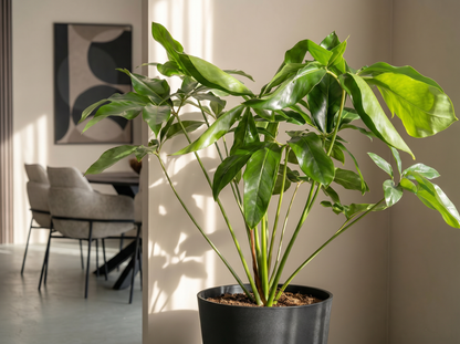 Philodendron Green Wonder bladstructuur close-up