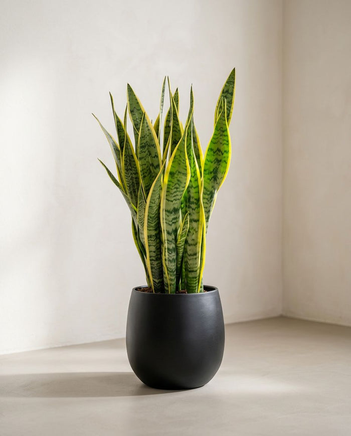 Sansevieria Trifasciata Laurentii