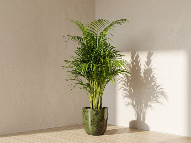 Dypsis Areca Lutescens