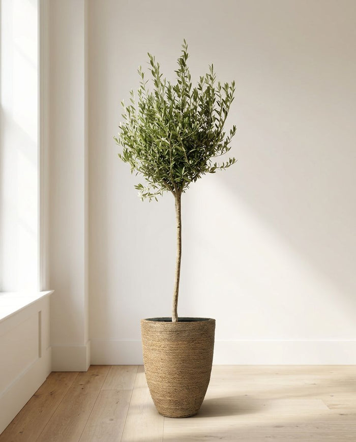Olea Europaea op stam