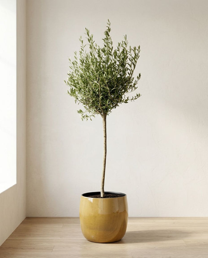 Olea Europaea op stam