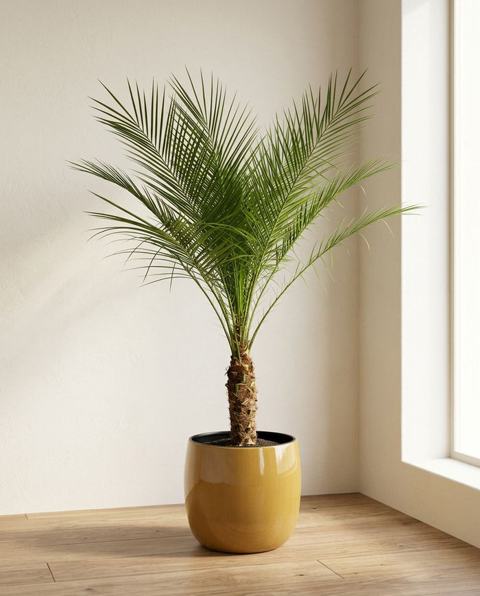 Phoenix Roebelenii