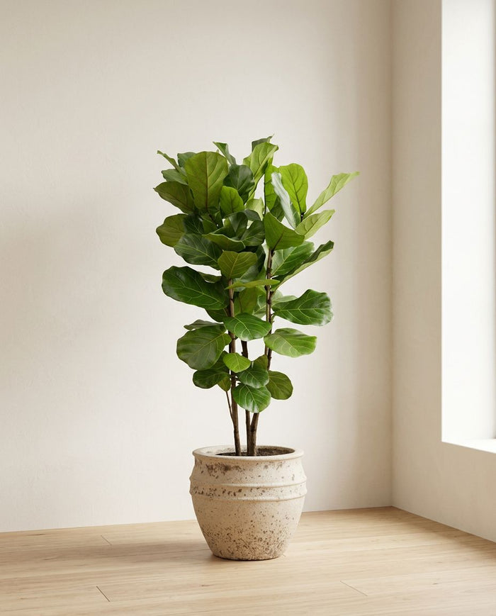 Ficus Lyrata struik
