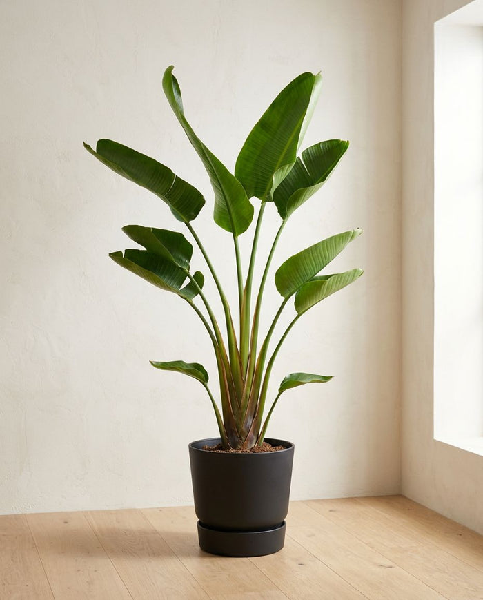 Strelitzia Augusta
