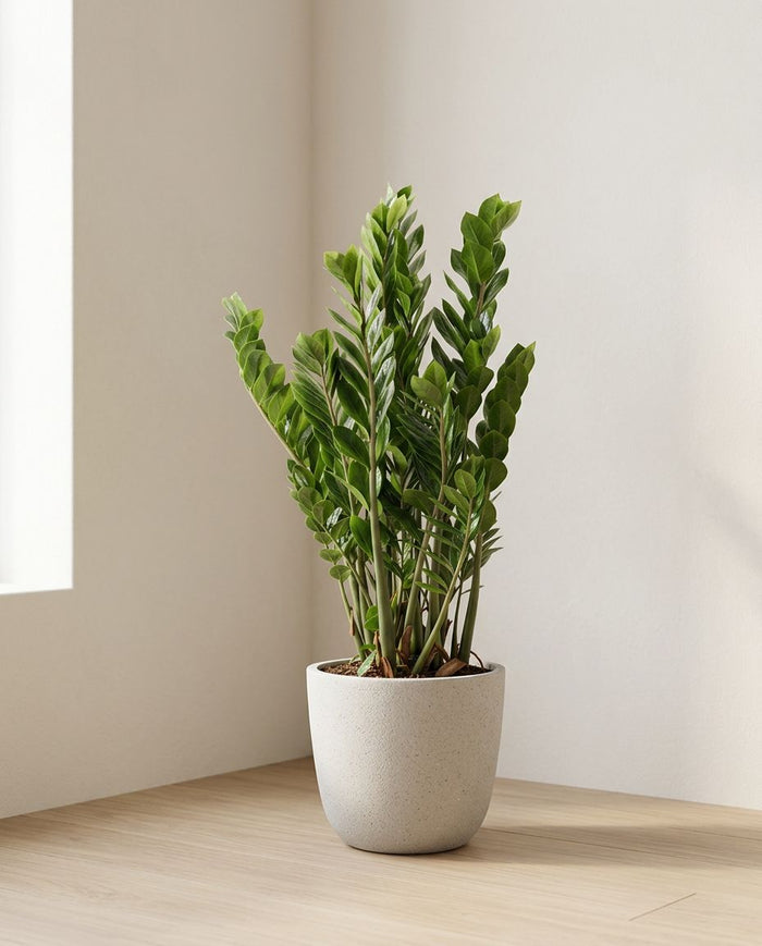Zamioculcas