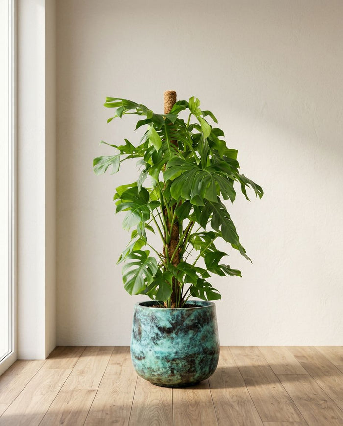 Monstera Deliciosa XL