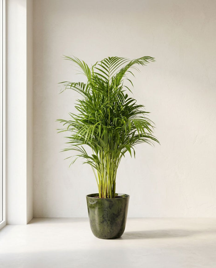 Dypsis Areca Lutescens