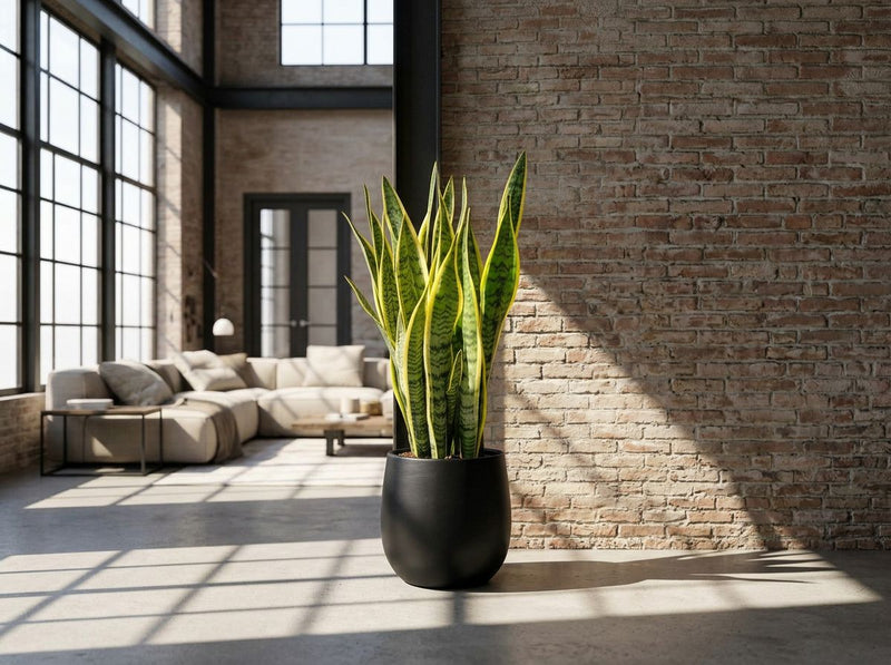 Sansevieria Trifasciata Laurentii