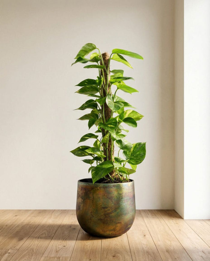 Scindapsus Epipremnum