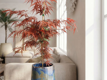 Acer palm. 'Garnet' in Japandi interieur