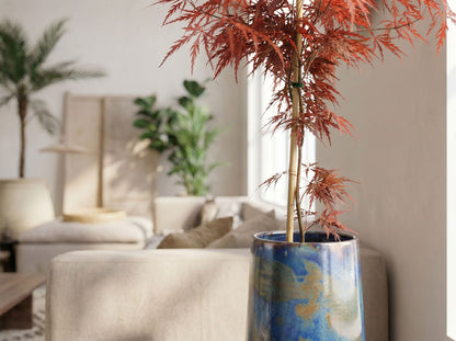 Acer palm. 'Garnet' bladstructuur close-up