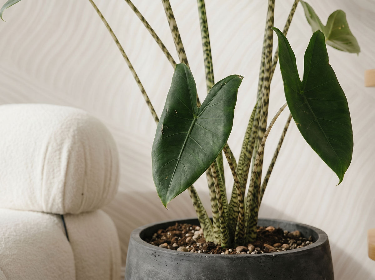 Alocasia Zebrina bladstructuur close-up