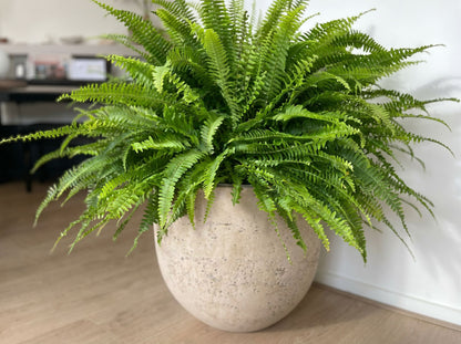 Nephrolepis in urban jungle interieur