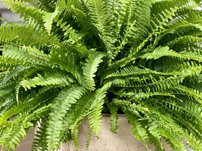 Nephrolepis bladstructuur close-up