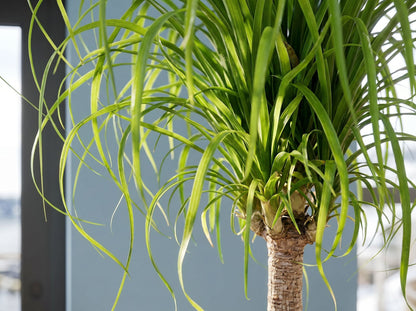 Beaucarnea Recurvata Stam bladstructuur close-up