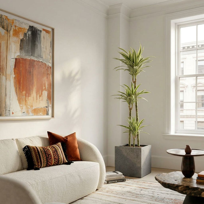 Dracaena Deremensis Hawaiian Sunshine in urban jungle interieur