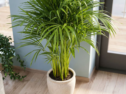 Dypsis Areca Lutescens bladstructuur close-up