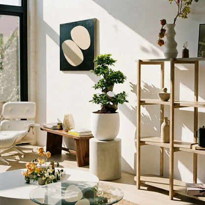 Ficus Ginseng in Japandi interieur