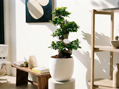 Ficus Ginseng ginseng bonsai 40–70 cm in mat keramische pot