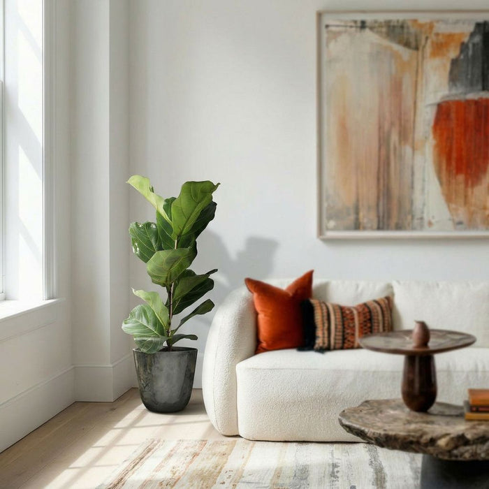 Ficus Lyrata struik (accent)
