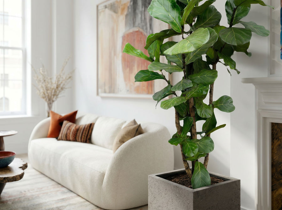 Ficus Lyrata vertakt (XL) bladstructuur close-up