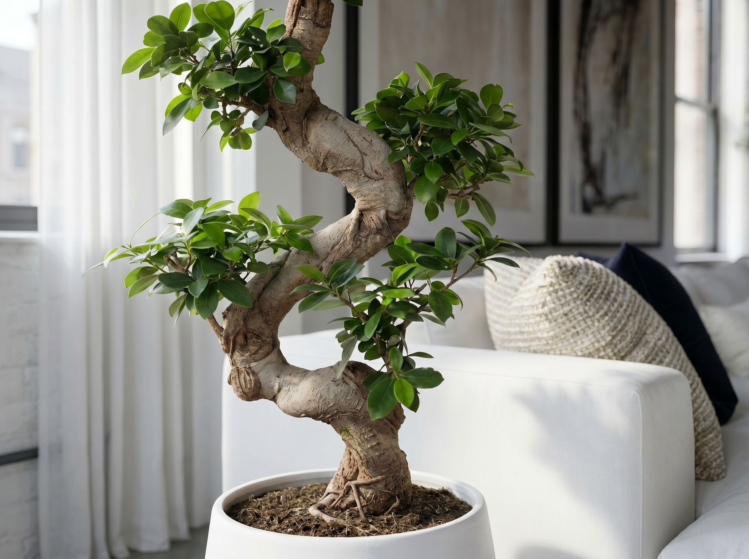 Ficus Microcarpa Ginseng in Japandi interieur