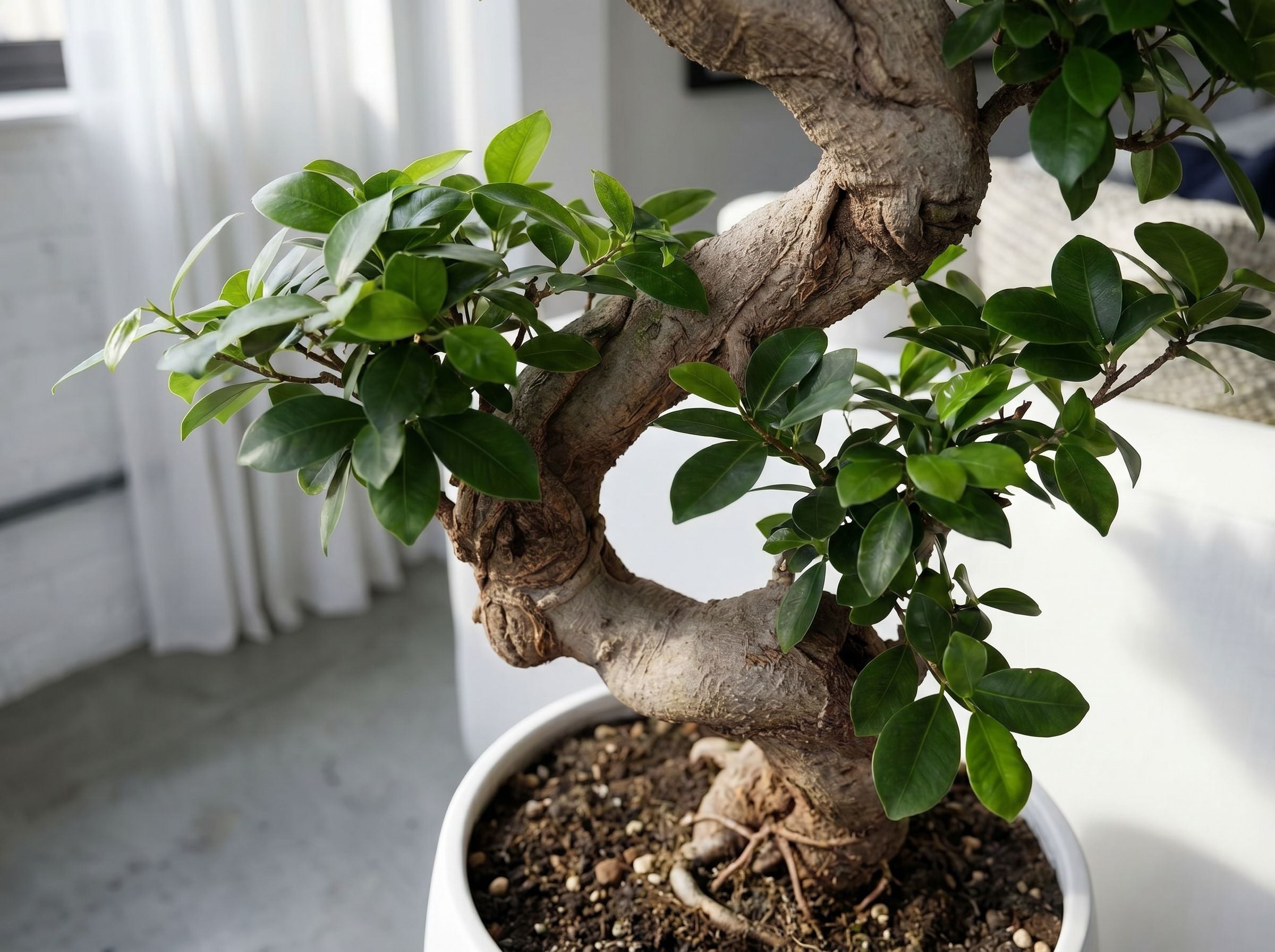Ficus Microcarpa Ginseng bladstructuur close-up