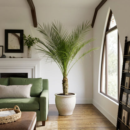 Phoenix Roebelenii dwergdadelpalm 150 cm in mat keramische pot