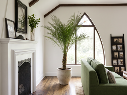 Phoenix Roebelenii in mediterraans interieur