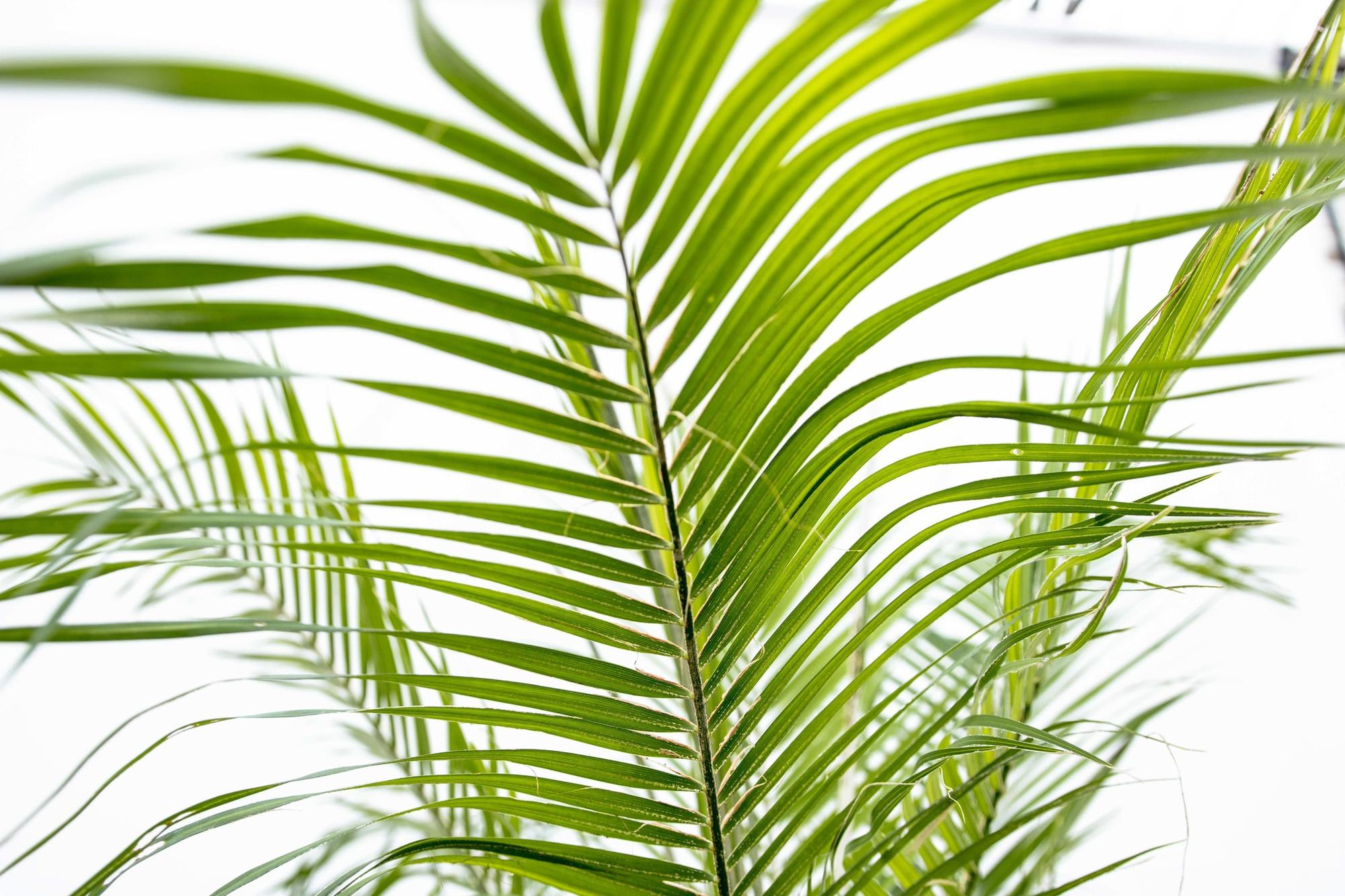 Phoenix Roebelenii dwergdadelpalm volledige plant