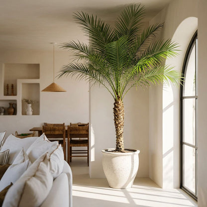 Phoenix Roebelenii op Stam dwergdadelpalm op stam 210 cm in mat keramische pot