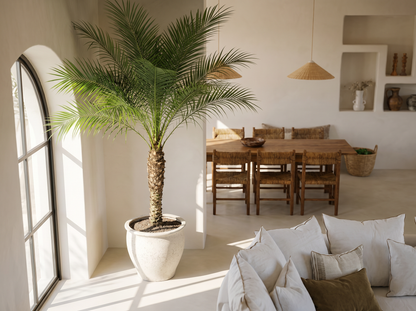 Phoenix Roebelenii op Stam in mediterraans interieur