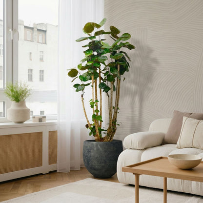 Polysicas Fabian XXL in Japandi interieur