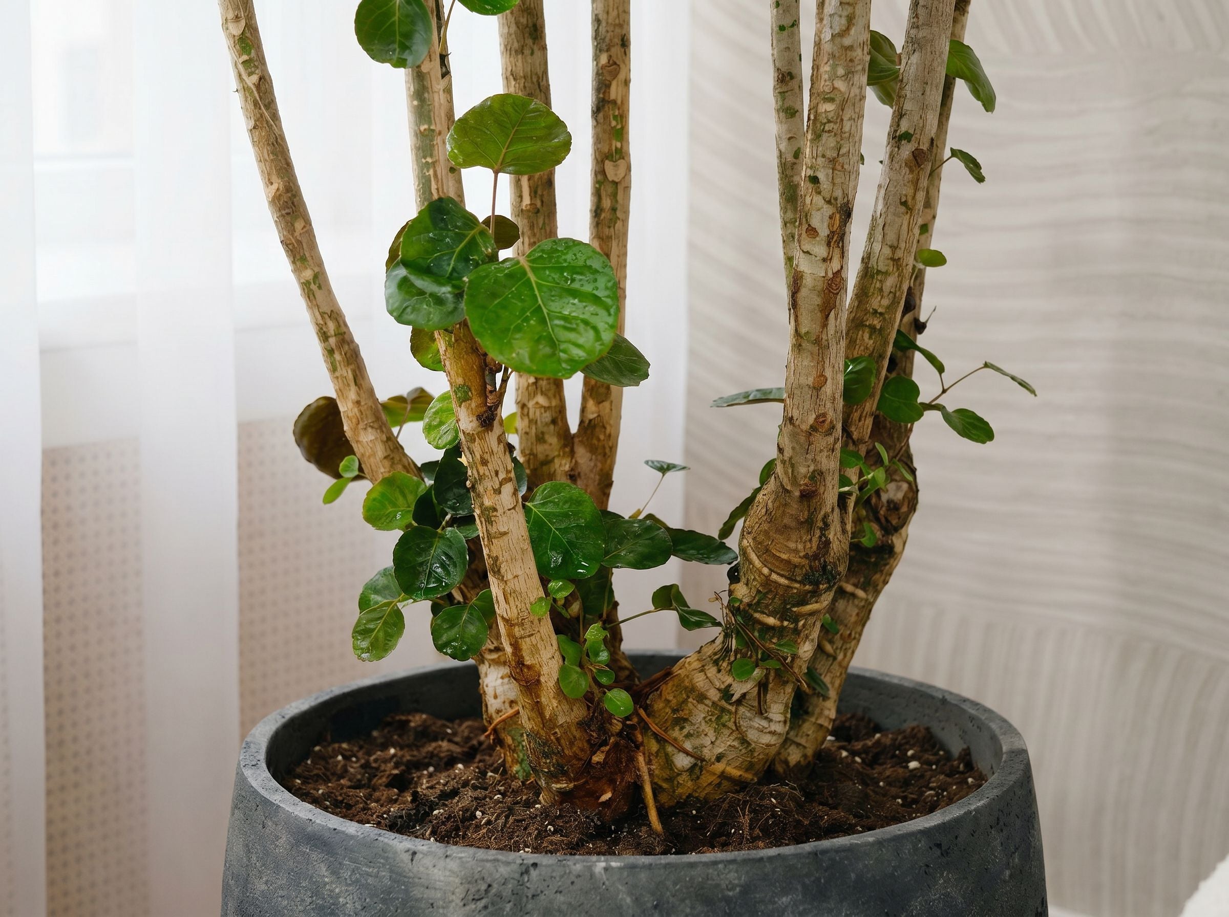 Polysicas Fabian XXL aralia fabian xxl volledige plant